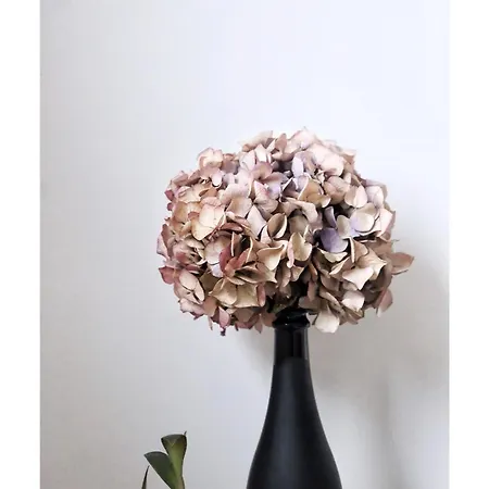 ゲストハウス La Maison D'hortense, Maison De Charme Et De Caractere 4*