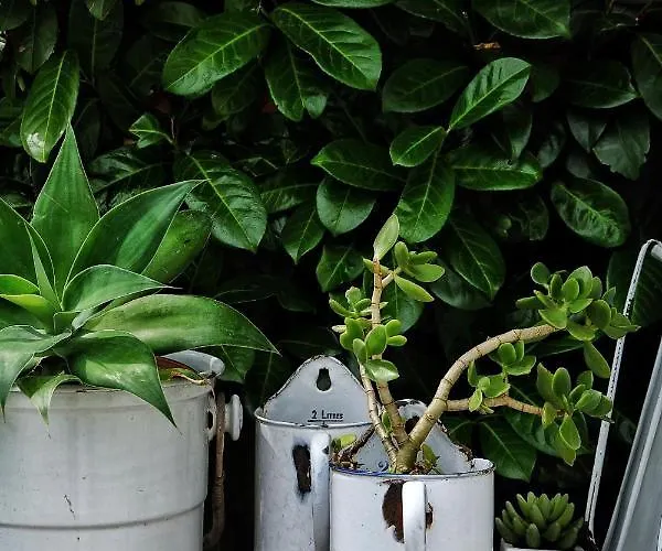 La Maison D'hortense, Maison De Charme Et De Caractere ゲストハウス