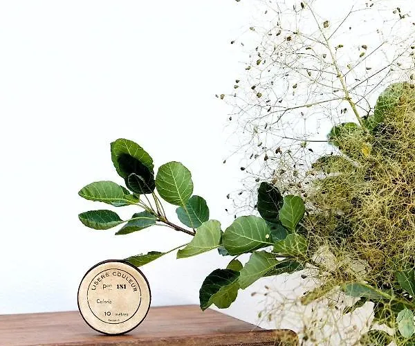 La Maison D'hortense, Maison De Charme Et De Caractere ゲストハウス トゥールーズ